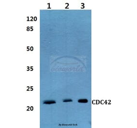 Anti-CDC42 Antibody from Bioworld Technology (BS60270) - Antibodies.com