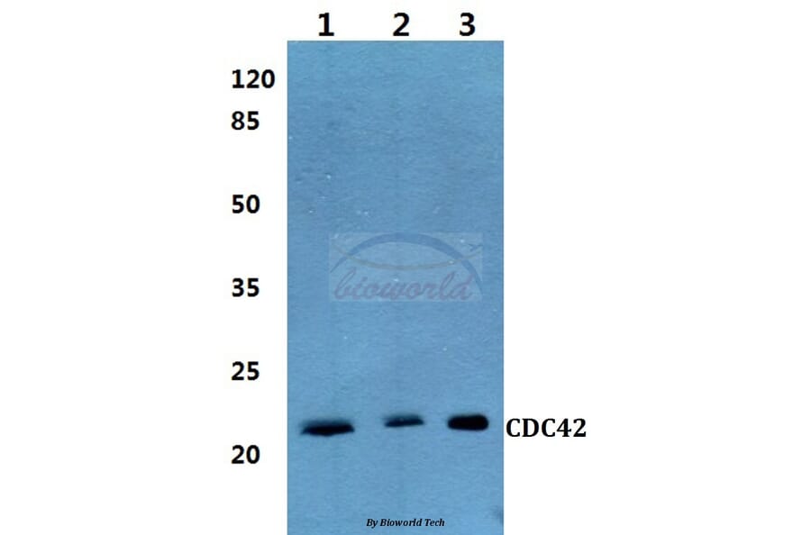 Anti-CDC42 Antibody from Bioworld Technology (BS60270) - Antibodies.com