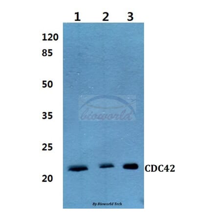 Anti-CDC42 Antibody from Bioworld Technology (BS60270) - Antibodies.com