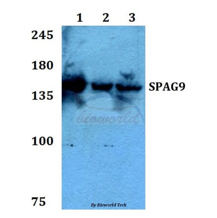 Anti-SPAG9 Antibody from Bioworld Technology (BS60271) - Antibodies.com