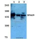 Anti-SPAG9 Antibody from Bioworld Technology (BS60271) - Antibodies.com