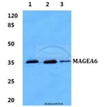 Anti-MAGEA6 Antibody from Bioworld Technology (BS60272) - Antibodies.com