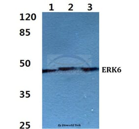 Anti-ERK6 Antibody from Bioworld Technology (BS60273) - Antibodies.com