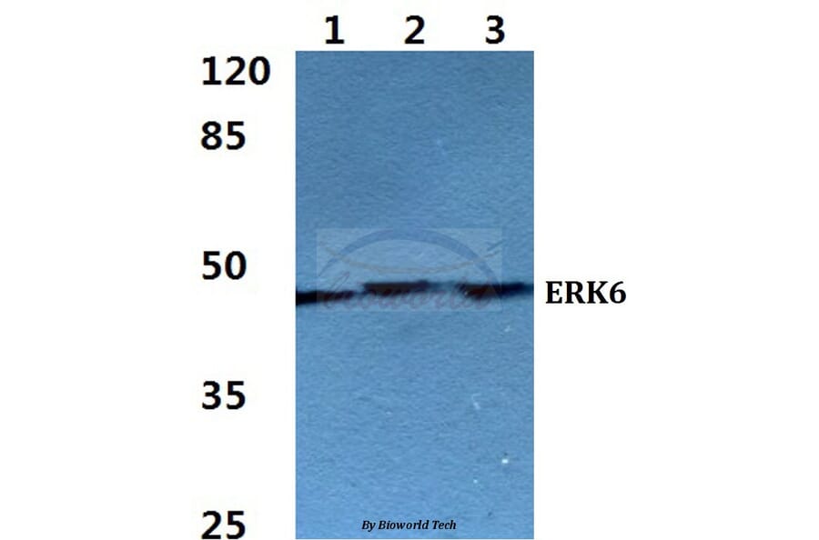 Anti-ERK6 Antibody from Bioworld Technology (BS60273) - Antibodies.com