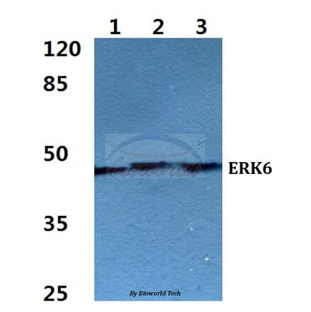 Anti-ERK6 Antibody from Bioworld Technology (BS60273) - Antibodies.com