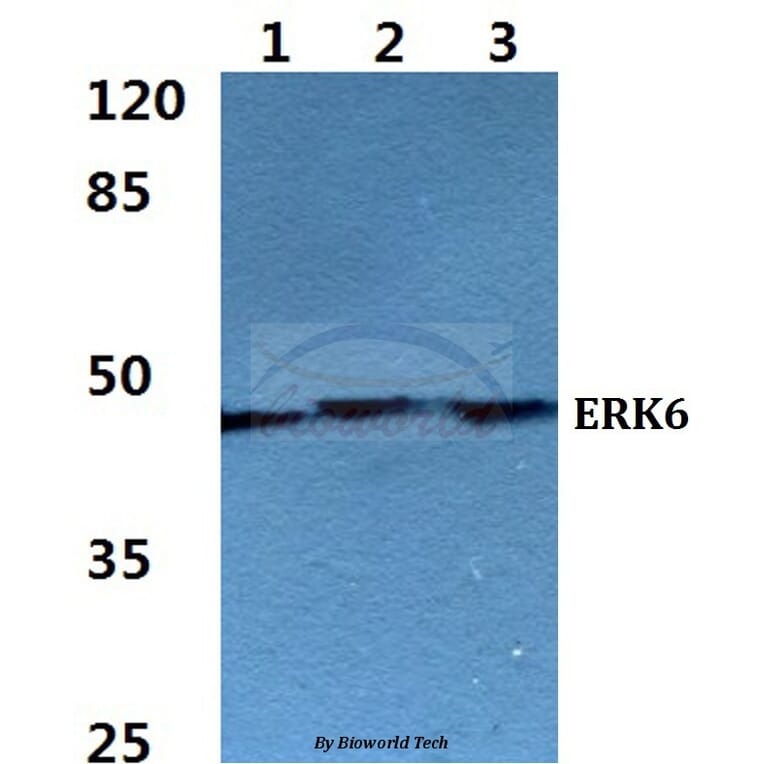 Anti-ERK6 Antibody from Bioworld Technology (BS60273) - Antibodies.com