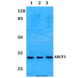 Anti-RAD1 Antibody from Bioworld Technology (BS60274) - Antibodies.com