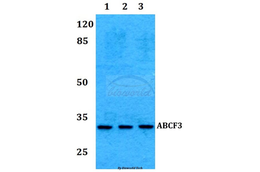 Anti-RAD1 Antibody from Bioworld Technology (BS60274) - Antibodies.com