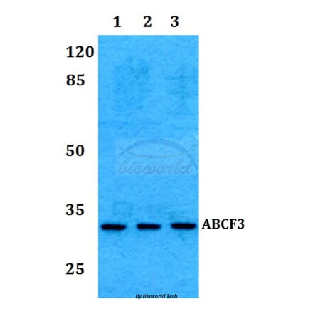 Anti-RAD1 Antibody from Bioworld Technology (BS60274) - Antibodies.com