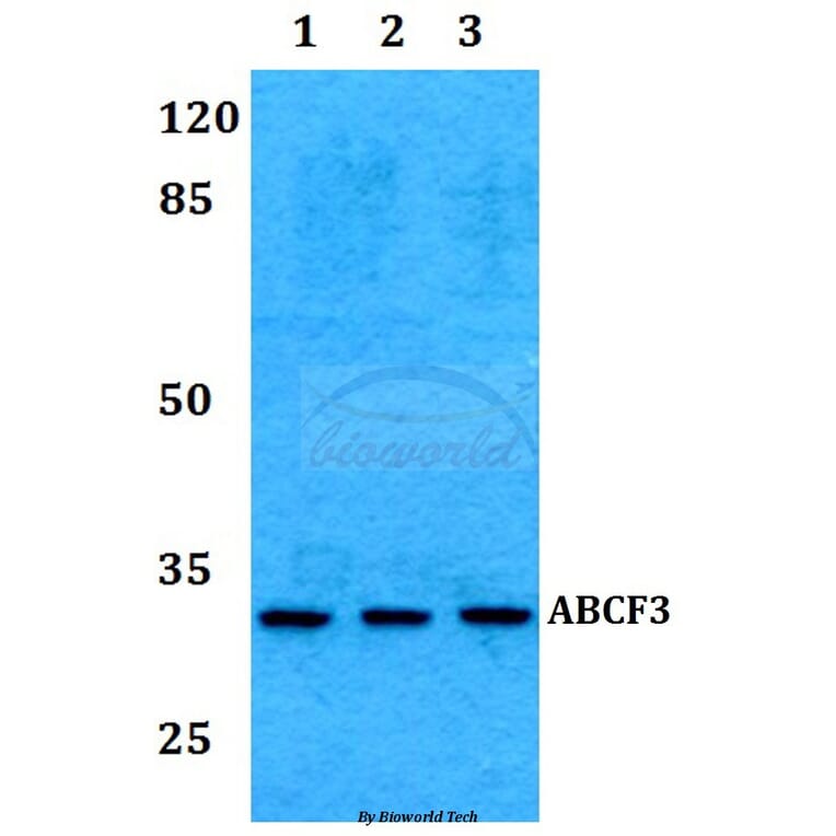 Anti-RAD1 Antibody from Bioworld Technology (BS60274) - Antibodies.com