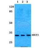 Anti-RAD1 Antibody from Bioworld Technology (BS60274) - Antibodies.com