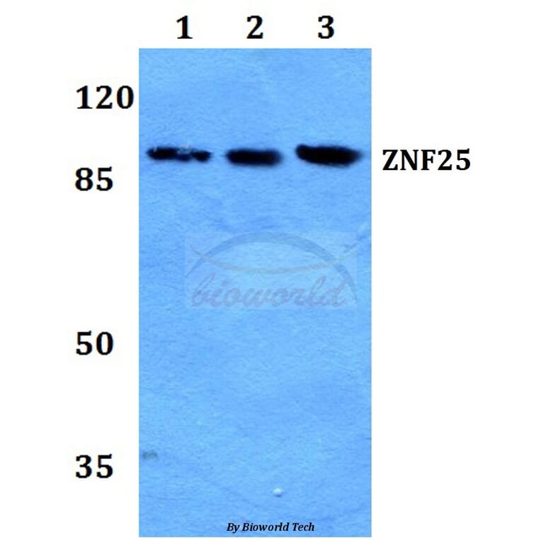 Anti-ZNF25 Antibody from Bioworld Technology (BS60277) - Antibodies.com