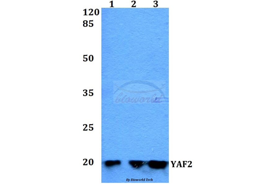 Anti-YAF2 Antibody from Bioworld Technology (BS60278) - Antibodies.com