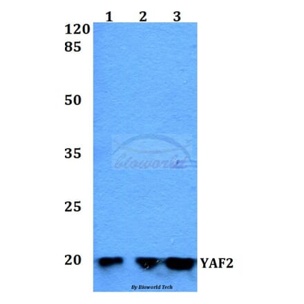 Anti-YAF2 Antibody from Bioworld Technology (BS60278) - Antibodies.com