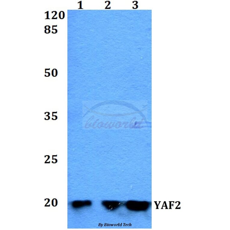 Anti-YAF2 Antibody from Bioworld Technology (BS60278) - Antibodies.com