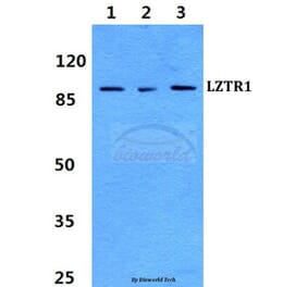 Anti-LZTR1 Antibody from Bioworld Technology (BS60279) - Antibodies.com