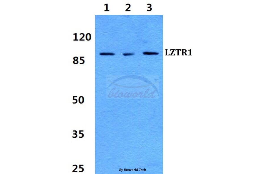 Anti-LZTR1 Antibody from Bioworld Technology (BS60279) - Antibodies.com