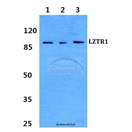 Anti-LZTR1 Antibody from Bioworld Technology (BS60279) - Antibodies.com