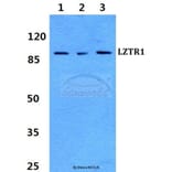 Anti-LZTR1 Antibody from Bioworld Technology (BS60279) - Antibodies.com