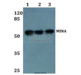 Anti-MINA Antibody from Bioworld Technology (BS60280) - Antibodies.com