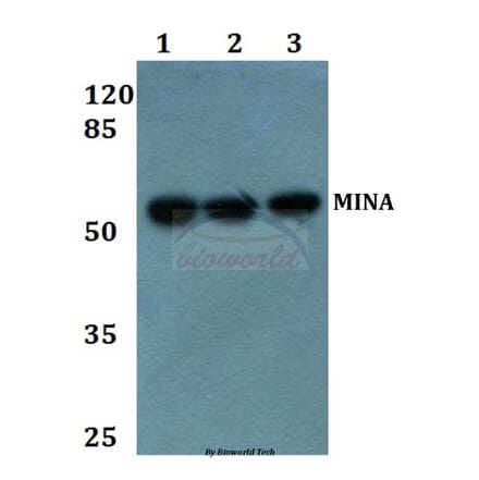 Anti-MINA Antibody from Bioworld Technology (BS60280) - Antibodies.com