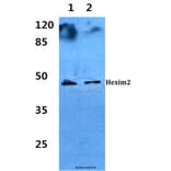 Anti-Hexim2 Antibody from Bioworld Technology (BS60281) - Antibodies.com