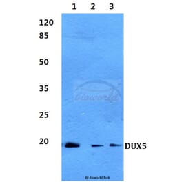 Anti-DUX5 Antibody from Bioworld Technology (BS60282) - Antibodies.com