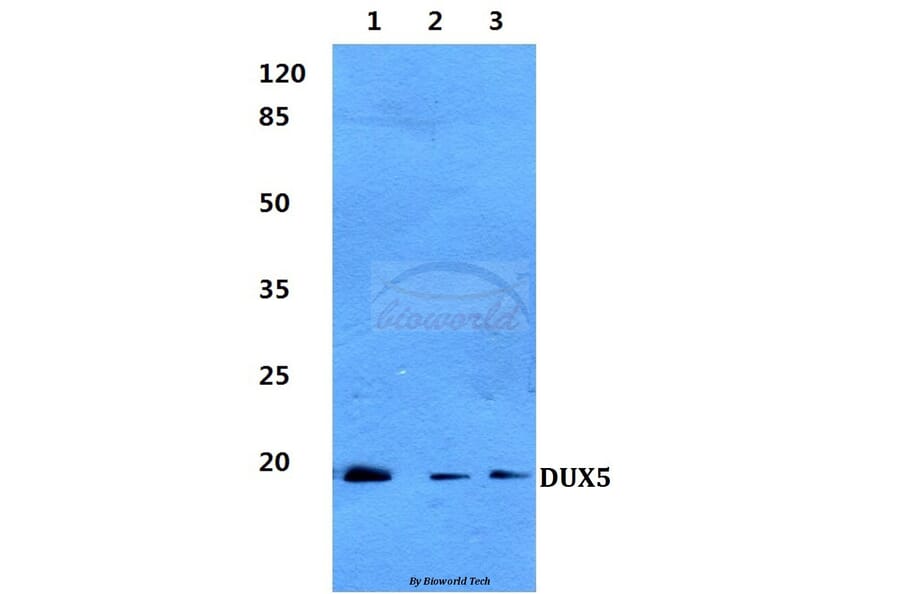 Anti-DUX5 Antibody from Bioworld Technology (BS60282) - Antibodies.com