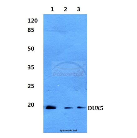 Anti-DUX5 Antibody from Bioworld Technology (BS60282) - Antibodies.com