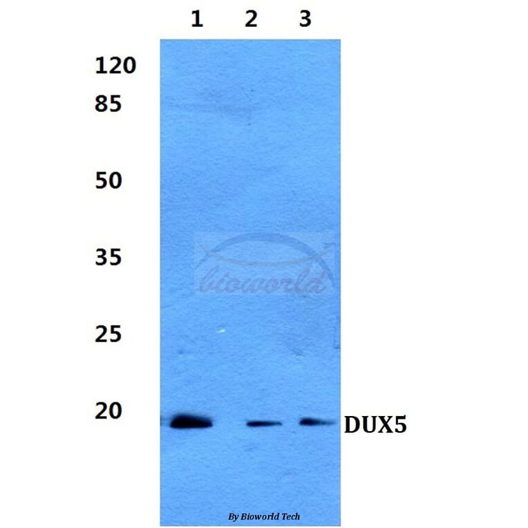 Anti-DUX5 Antibody from Bioworld Technology (BS60282) - Antibodies.com