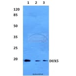 Anti-DUX5 Antibody from Bioworld Technology (BS60282) - Antibodies.com