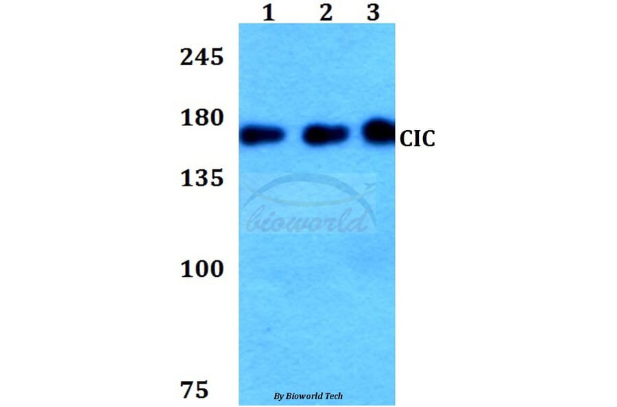 Anti-CIC Antibody from Bioworld Technology (BS60283) - Antibodies.com