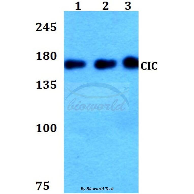 Anti-CIC Antibody from Bioworld Technology (BS60283) - Antibodies.com