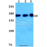 Anti-CIC Antibody from Bioworld Technology (BS60283) - Antibodies.com