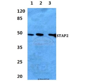 Anti-STAP2 Antibody from Bioworld Technology (BS60284) - Antibodies.com