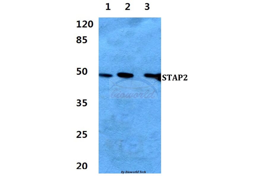 Anti-STAP2 Antibody from Bioworld Technology (BS60284) - Antibodies.com