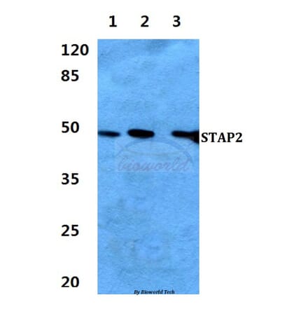 Anti-STAP2 Antibody from Bioworld Technology (BS60284) - Antibodies.com