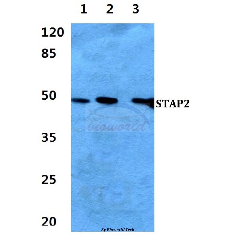 Anti-STAP2 Antibody from Bioworld Technology (BS60284) - Antibodies.com