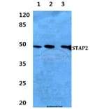 Anti-STAP2 Antibody from Bioworld Technology (BS60284) - Antibodies.com