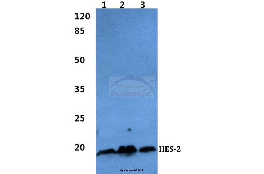 Anti-HES-2 Antibody from Bioworld Technology (BS60286) - Antibodies.com