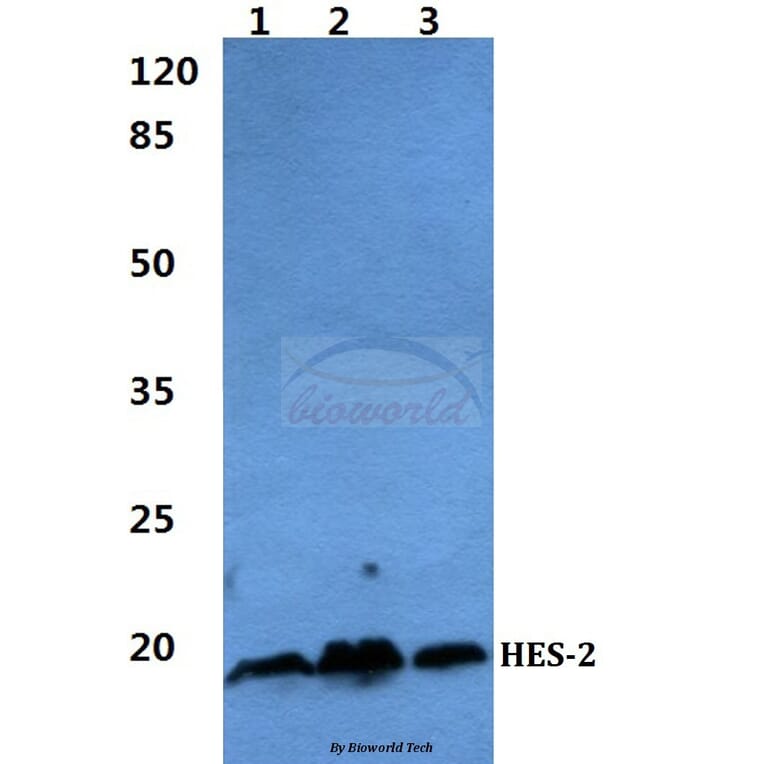 Anti-HES-2 Antibody from Bioworld Technology (BS60286) - Antibodies.com