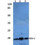 Anti-HES-2 Antibody from Bioworld Technology (BS60286) - Antibodies.com