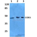Anti-CCBE1 Antibody from Bioworld Technology (BS60287) - Antibodies.com