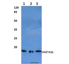 Anti-COX7A2L Antibody from Bioworld Technology (BS60288) - Antibodies.com