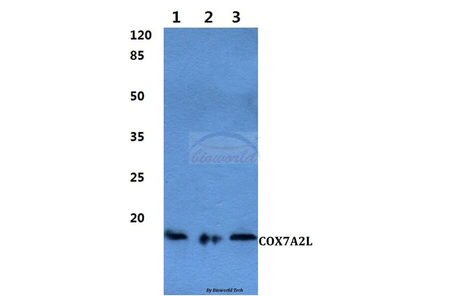 Anti-COX7A2L Antibody from Bioworld Technology (BS60288) - Antibodies.com