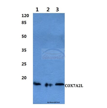 Anti-COX7A2L Antibody from Bioworld Technology (BS60288) - Antibodies.com