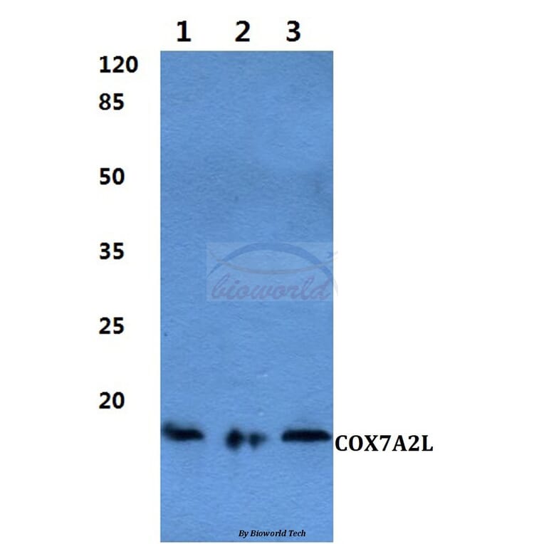 Anti-COX7A2L Antibody from Bioworld Technology (BS60288) - Antibodies.com