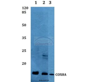 Anti-COX8A Antibody from Bioworld Technology (BS60289) - Antibodies.com