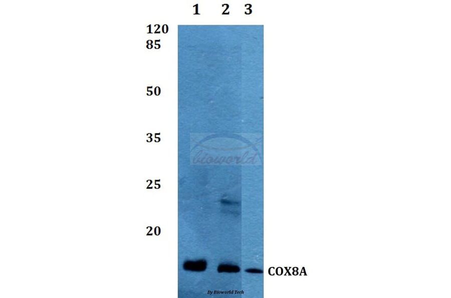 Anti-COX8A Antibody from Bioworld Technology (BS60289) - Antibodies.com