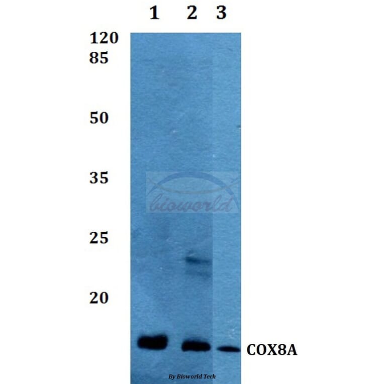 Anti-COX8A Antibody from Bioworld Technology (BS60289) - Antibodies.com